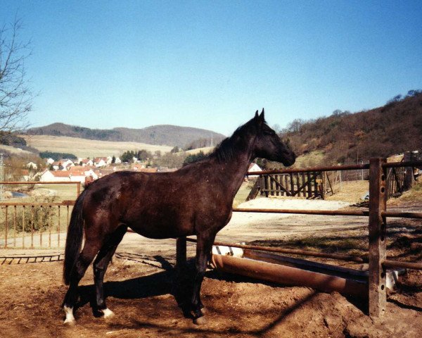 horse Casablanca 69 (Zweibrücken, 2000, from Careras)