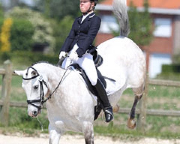 dressage horse Rubels Junior (Nederlands Rijpaarden en Pony, 2002, from Rubels)