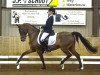 dressage horse Klavertje Character (Nederlands Rijpaarden en Pony, 2001, from Condor ox)