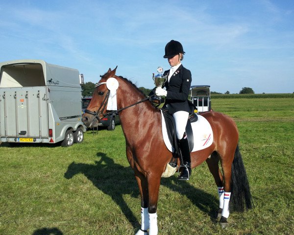 dressage horse Amigo (Nederlands Rijpaarden en Pony, 1999)