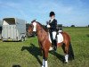 dressage horse Amigo (Nederlands Rijpaarden en Pony, 1999)