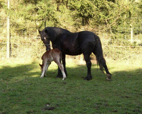 Zuchtstute Terduinen Mai-Tai (Welsh-Cob (Sek. D), 1988, von Ffoslas Welsh Flyer)