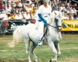 Deckhengst Rockland Fair Game (Welsh Partbred,  , von Shalbourne Wildfire)