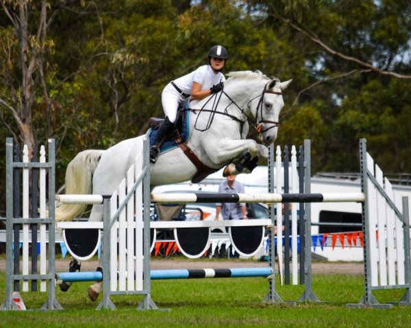 horse Carlotta 91 (Hanoverian, 2004, from Come On)