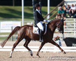 dressage horse Berlioz (German Riding Pony, 2003, from Benetton S)