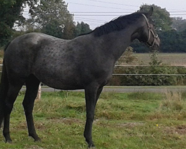 broodmare Whitney (Oldenburg, 2012, from Levisonn 208 FIN)