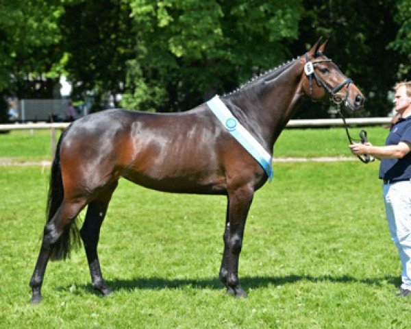 broodmare Gianna Nanini (Bavarian, 2009, from Don Corazon)