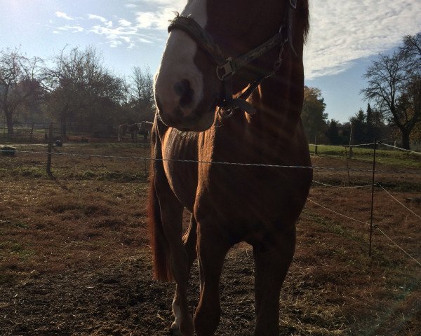 jumper Stakko's Siegfried (Hanoverian, 2011, from Stakko)