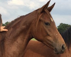 broodmare Fioretta (Württemberger, 2014, from Franziskus FRH)