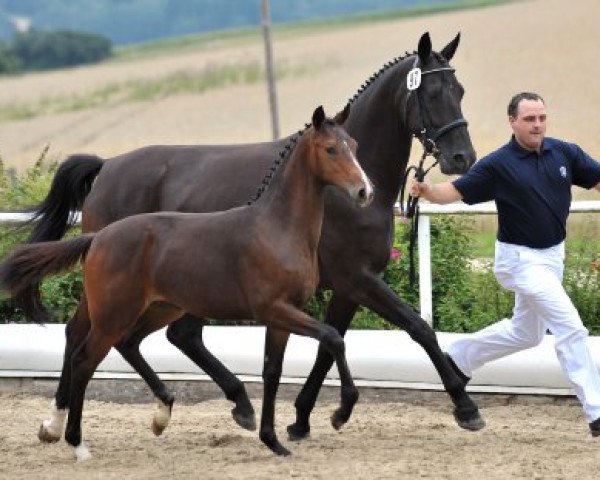 broodmare Julaika (Bavarian, 2002, from La Pilot)