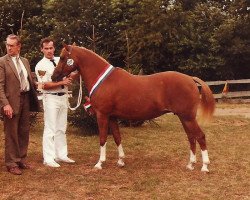 broodmare Vita Nova's Sopraan (Nederlands Welsh Ridepony, 1979, from Conquistador)