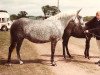 broodmare Wainsford Whispering Grace (New Forest Pony, 1975, from Leighclose Marcus May)