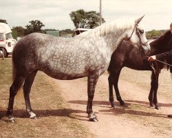 Zuchtstute Wainsford Whispering Grace (New-Forest-Pony, 1975, von Leighclose Marcus May)