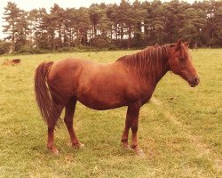 Zuchtstute Silverlea Chocolate Girl (New-Forest-Pony, 1961, von Holmesley Boy)