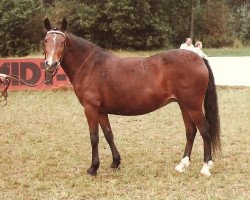 Zuchtstute Bridgelea Black Velvet (New-Forest-Pony, 1966, von Nigger Step of Bridgelea)