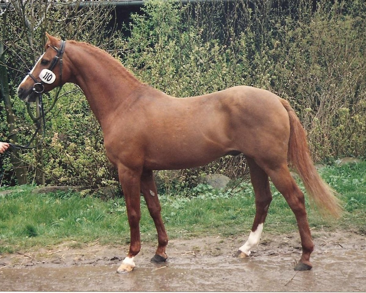 stallion Sarnau Venture (British Riding Pony, 1978, from Sarnau Golden Cloud)