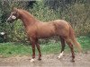 stallion Sarnau Venture (British Riding Pony, 1978, from Sarnau Golden Cloud)