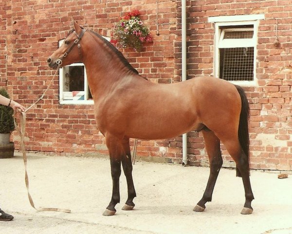 stallion Westacre Concerto (Welsh Partbred, 1982, from Keston Royal Occasion)