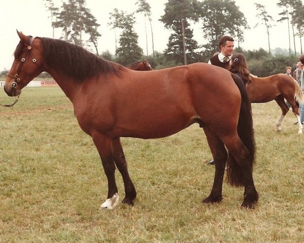 broodmare Rosita (Welsh-Cob (Sek. D), 1979, from Paddock Welsh Flyer)