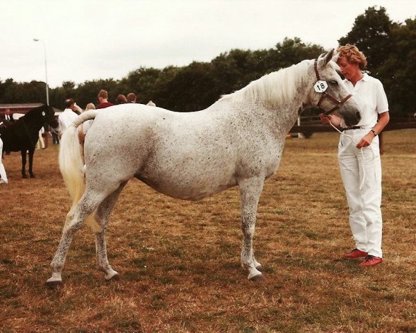 broodmare Zilverster (Arab half breed / Partbred, 1954, from Naseel ox)