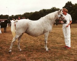 Zuchtstute Zilverster (Arabisches Halbblut / Partbred, 1954, von Naseel ox)