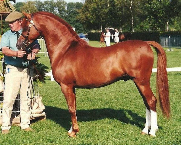 stallion Carwed Charmer (Welsh-Pony (Section B), 1991, from Hilin Caradus)
