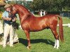 stallion Carwed Charmer (Welsh-Pony (Section B), 1991, from Hilin Caradus)