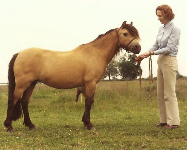 Zuchtstute Lechlade Arum (Welsh Mountain Pony (Sek.A), 1965, von Coed Coch Brenin Arthur)