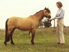 Zuchtstute Lechlade Arum (Welsh Mountain Pony (Sek.A), 1965, von Coed Coch Brenin Arthur)