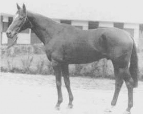 stallion Djarvis xx (Thoroughbred, 1971, from Djakao xx)