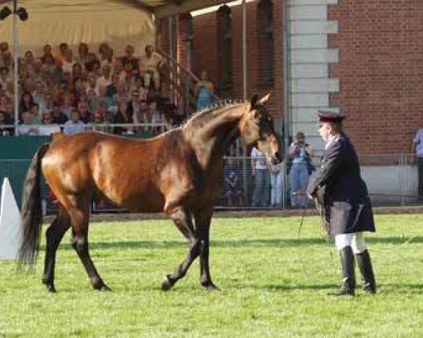 stallion Wanderkönig (Hanoverian, 1986, from Wanderer)