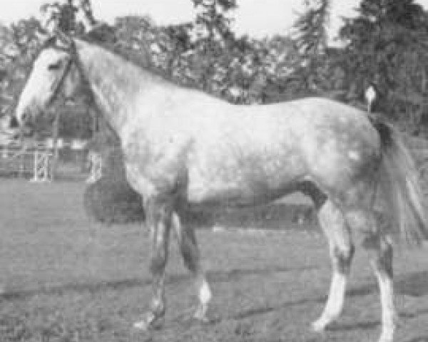 stallion Farceur AA (Anglo-Arabs, 1972, from Fontenoi AA)