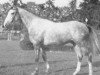 stallion Farceur AA (Anglo-Arabs, 1972, from Fontenoi AA)
