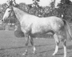 stallion Farceur AA (Anglo-Arabs, 1972, from Fontenoi AA)