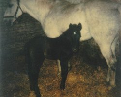 broodmare Monoline (Holsteiner, 1975, from Roman)