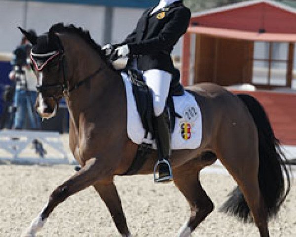 Pferd Dempsy Smokey (Nederlands Welsh Ridepony, 2002, von Beukenhof's Jordy)