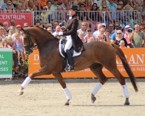 horse Handsome 8 (Danish Warmblood, 2001, from Hertug)