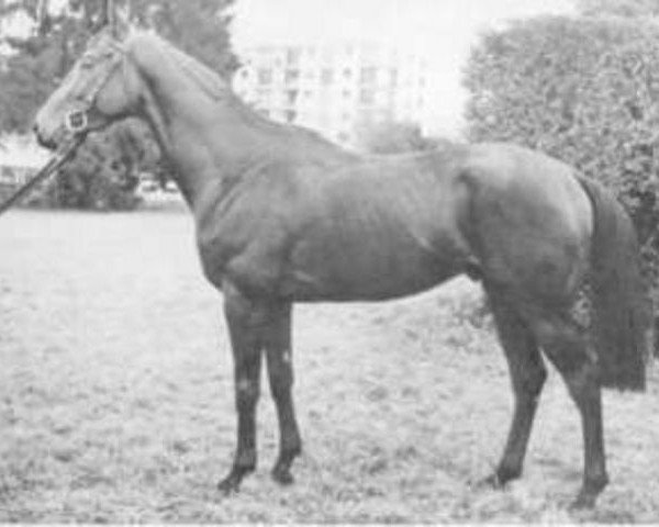 stallion Couca AA (Anglo-Arabs, 1973, from Djerba Oua ox)