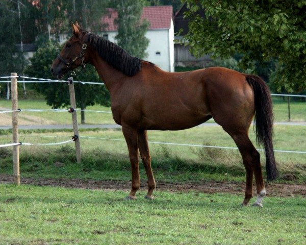 broodmare Taruma xx (Thoroughbred, 2008, from Sabiango xx)