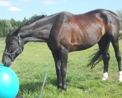 dressage horse Freddy (Hanoverian, 2008, from Don Frederico)