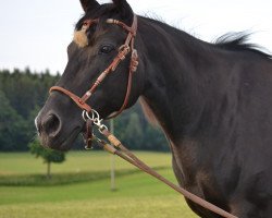 Pferd Kims Pearl Olena (Paint Horse, 2008, von Glo Bar Olena)