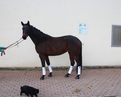 broodmare Nofretete (Trakehner, 2011, from Krokant)