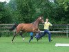 broodmare Sam 975 (Hanoverian, 2008, from Stalypso)