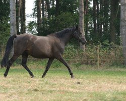 broodmare Sarlita (Trakehner, 2001, from Buddenbrock)