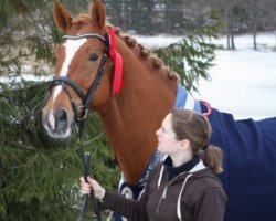 dressage horse Tobajo Pik Disney (Norwegian Warmblood, 2005, from Tobajo Picez)