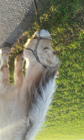 horse Foxi (Fjord Horse, 1984, from Harry F 107)