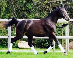 horse Shannon Moon (Trakehner, 2013, from Silvermoon)