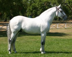 stallion Quixote (Lusitano, 1997, from Xaquiro)