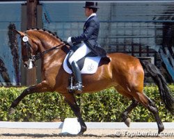 dressage horse Batuta (Lusitano, 2006, from Quixote)