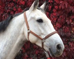 broodmare Chora 2 (German Sport Horse, 2008, from Colorit)